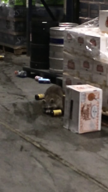 Hace 10 años, otro animal