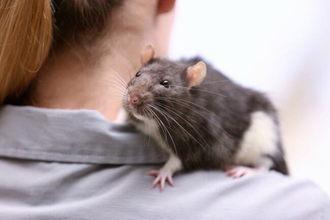 Las ratas domésticas suelen ser mejores mascotas que los hámster - crédito Freepik