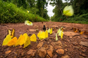 Bandada de mariposas amarillas y