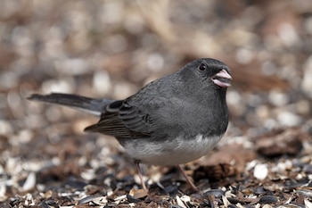El junco de ojos oscuros