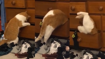 Viral en TikTok: Gatito saca