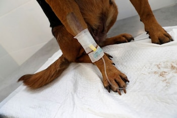 El animalito no habría recibido