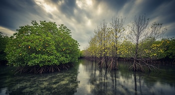 Imagen de manglares con árboles frondosos a la izquierda y más escasos a la derecha. Raíces visibles sobre agua y un cielo nublado.