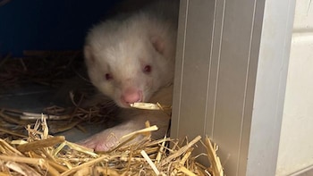 Rescatan cuatro mofetas en Cataluña,