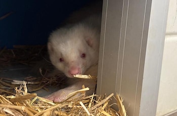 Una de las mofetas albinas