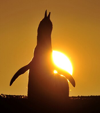 Un pingüino de Magallanes, en un atardecer en Punta Tombo. (REUTERS/Maxi Jonas/File Photo).