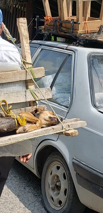 La canina estaba muy cansada