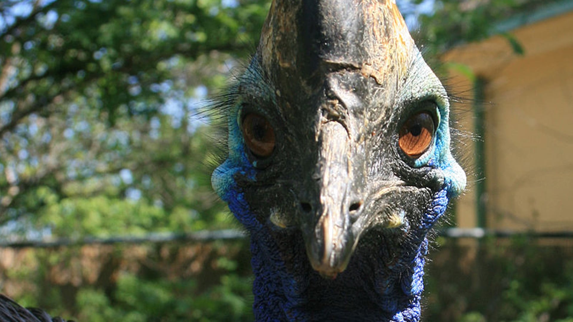 El casuario es el principal dispersor de semillas en los bosques húmedos de Australia y Nueva Guinea, clave para la regeneración de decenas de especies vegetales (Wikimedia Commons)