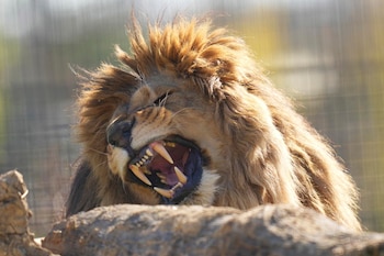 Cinco leones ucranianos rescatados pisan suelo santuario del Reino Unido