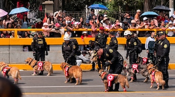 Agentes de policía con uniforme negro lideran perros con arneses y lazos rojos y blancos en una calle, con personas observando desde una valla amarilla.