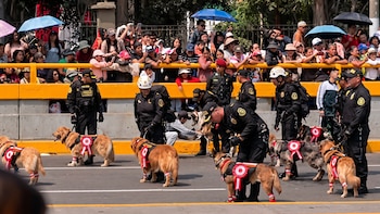 Diputada del Buen Gobierno denuncia maltrato a perros de la Unidad Canina en desfile militar y pide explicaciones al Mindef