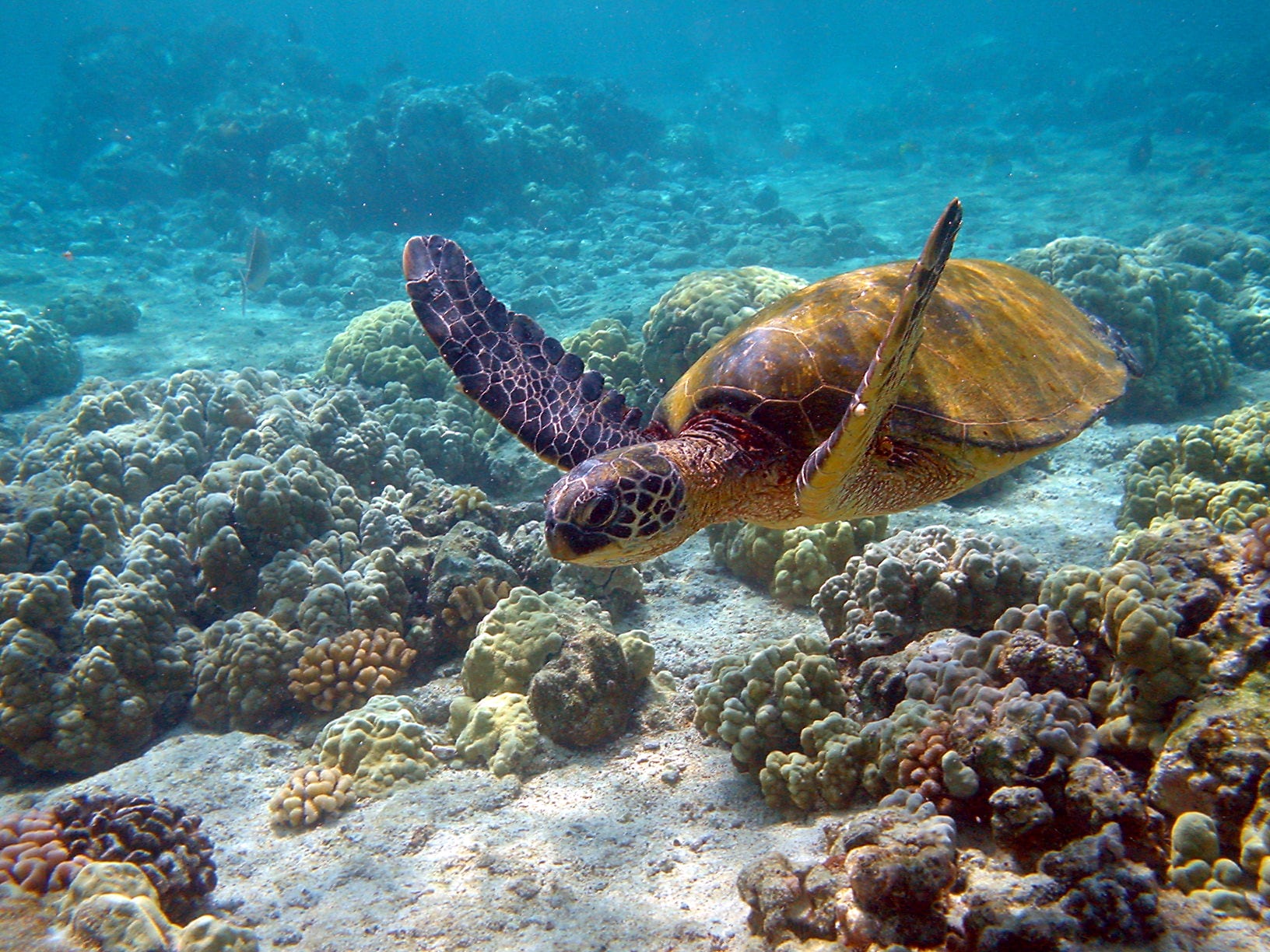 La tortuga verde ha sido la primera tortuga marina en pasar de