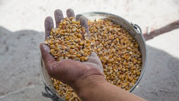 Rusia exporta toneladas de grano