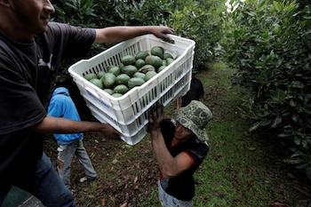 Trabajadores agrícolas cargan cajas de aguacates recién cosechados en un camión en una plantación en Tacambaro, en el estado de Michoacán, México. 7 de junio de 2017. Foto tomada el 7 de junio de 2017. REUTERS/Alan Ortega