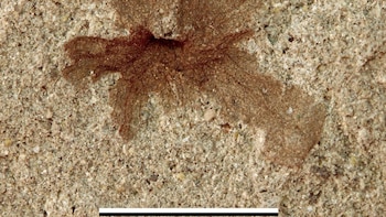 Fundación Dinópolis participa en una