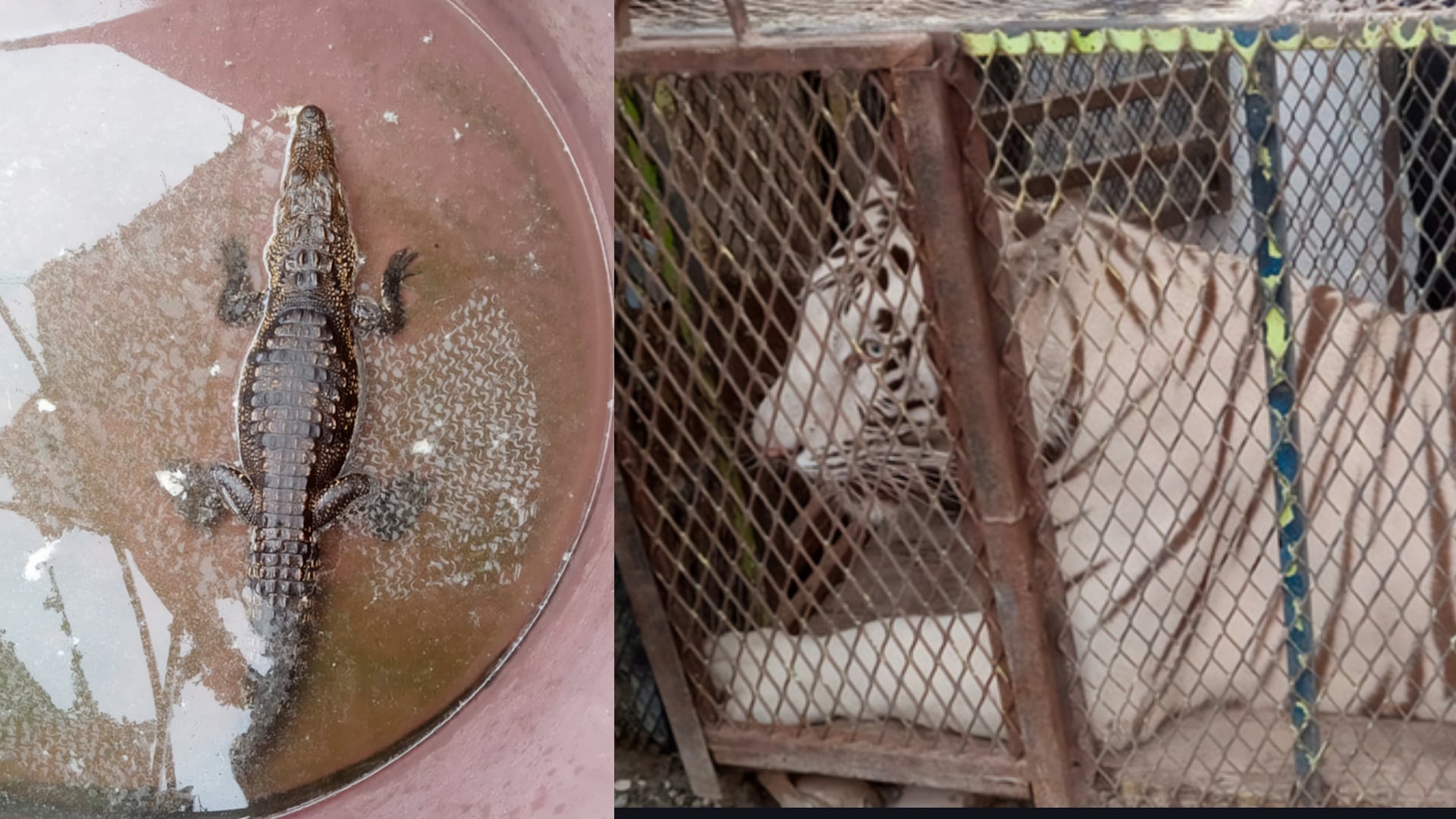Profepa asegura a un tigre de bengala y a un cocodrilo
