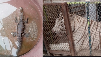 Aseguran a otro tigre de bengala y a un cocodrilo, esta vez en Chihuahua: vivían dentro de un autolavado