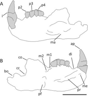 La investigación utilizó tecnología de escaneo 3D y colaboración multidisciplinaria para analizar el espécimen(Crédito: sciencedirect)