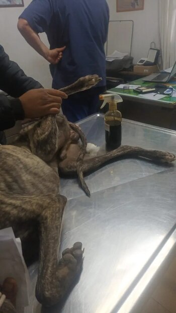 Jabalí Mendoza Perro