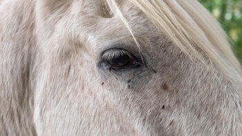 La ciencia ha descubiertos nuevas