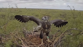 El primer vuelo de “Yupanqui”: