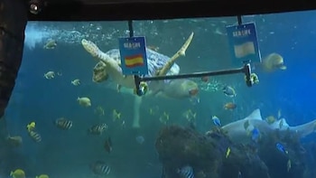 La tortuga Yellow de Sea Life Benalmádena pronostica la victoria de España en la final del Mundial