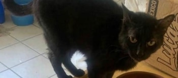 Gato "Becker" que fue atropellado