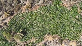 Los Plantíos de Marihuana se