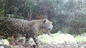Hallan al “Jaguar de las nubes” en un bosque de Honduras: se trata del primer avistamiento en más de 10 años
