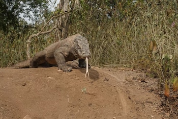 Un dragón de Komodo camina sobre un montículo de tierra con la lengua bífida fuera de la boca, con arbustos y vegetación seca al fondo