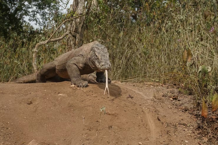 El dragón de Komodo, o Varanus komodoensis, puede superar los 3 metros, pesar hasta 166 kilos y ocupar la cima de la cadena alimentaria (Magnific)