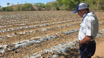 Sequía reduce disponibilidad de maíz en Honduras mientras instituto agrícola garantiza reservas de frijol para el mercado nacional