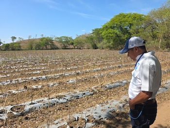 El PMA estima que al menos 500.000 personas más en Honduras podrían caer en inseguridad alimentaria por la falta de lluvias y el fenómeno de El Niño. (Oscar Ortiz)