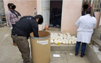 Droga encontrada en Tijuana (Foto: