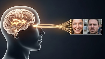 Cómo logra el cerebro diferenciar