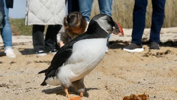 Los frailecillos heridos por las