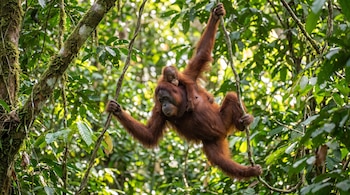 Una orangután adulta de pelaje marrón rojizo se balancea en una liana con una cría pequeña en su espalda, rodeadas de vegetación selvática verde.