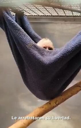 El tráfico de fauna no solo afecta a los animales, sino también a los ecosistemas completos - crédito @Areametropol / X