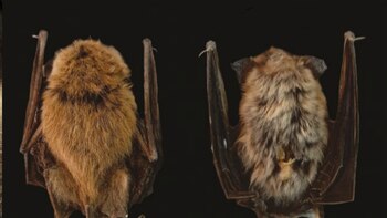 El nombre de la especie