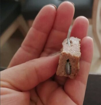 Metales en comida para perros