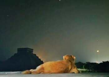 La imagen de Osita contemplando