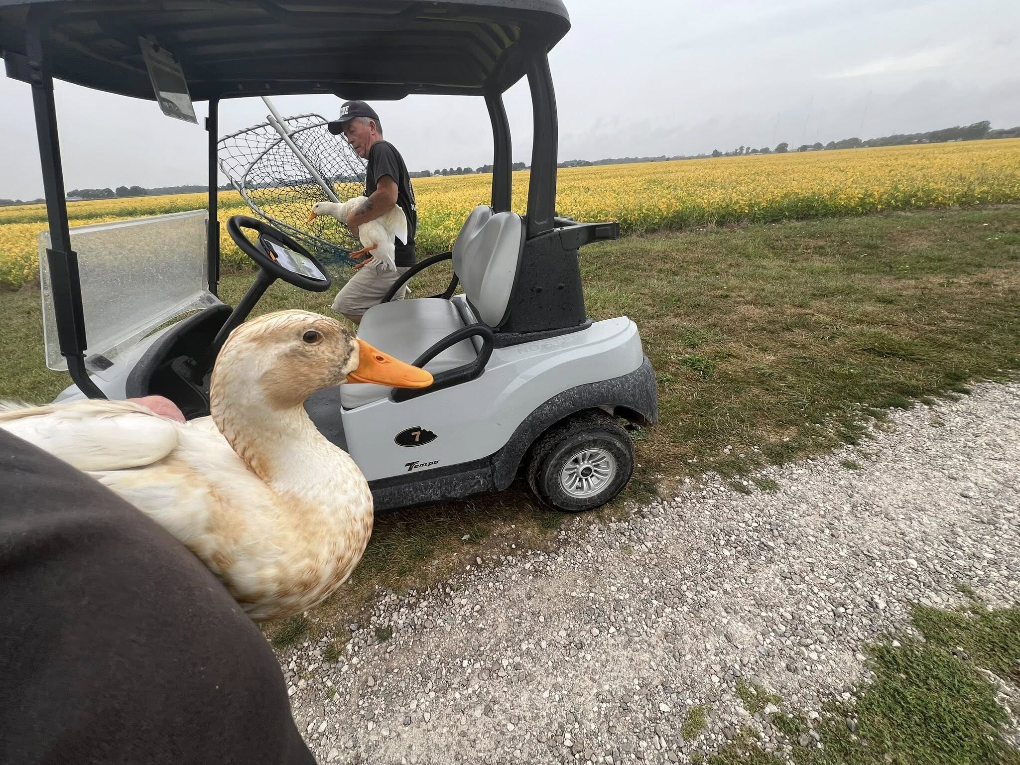 Lyson y Mike, con paciencia y cuidado, logran capturar a los patos sin redes, asegurando su traslado seguro hacia un refugio que les dará una nueva oportunidad. (Facebook: Michigan Duck Rescue and Sanctuary)