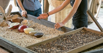 Este pueblo cafetalero surgió cuando se trajo la semilla del cafeto arábigo de Cuba a la Hacienda de Zimpizahua en 1808 . (Imagen: Sectur)