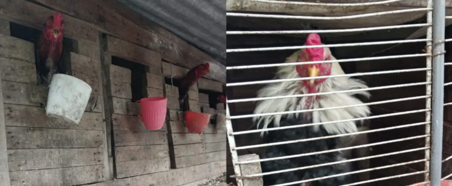 Todas las aves rescatadas fueron trasladadas para su atención veterinaria (El Liitoral)