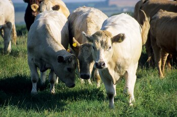 Con el objetivo de aumentar la eficiencia y la competitividad de la ganadería en los mercados internacionales, el Gobierno nacional anunció la implementación gradual del Sistema Nacional de Trazabilidad Electrónica Individual (Foto: Shutterstock)