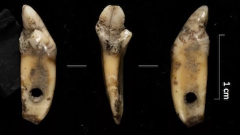 Uno de los hallazgos del yacimiento prehistórico de los Pirineos. (IPHES-CERCA)