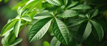 Pachira aquatica (Adobe Stock)