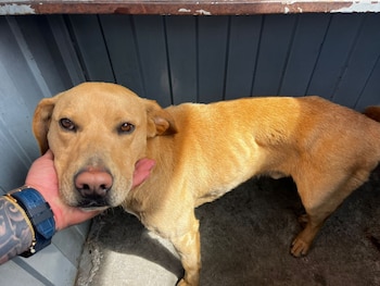 Los animales de compañía deben