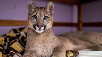 Es muy complejo regular la