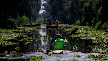 Xochimilco alberga numerosas especies endémicas